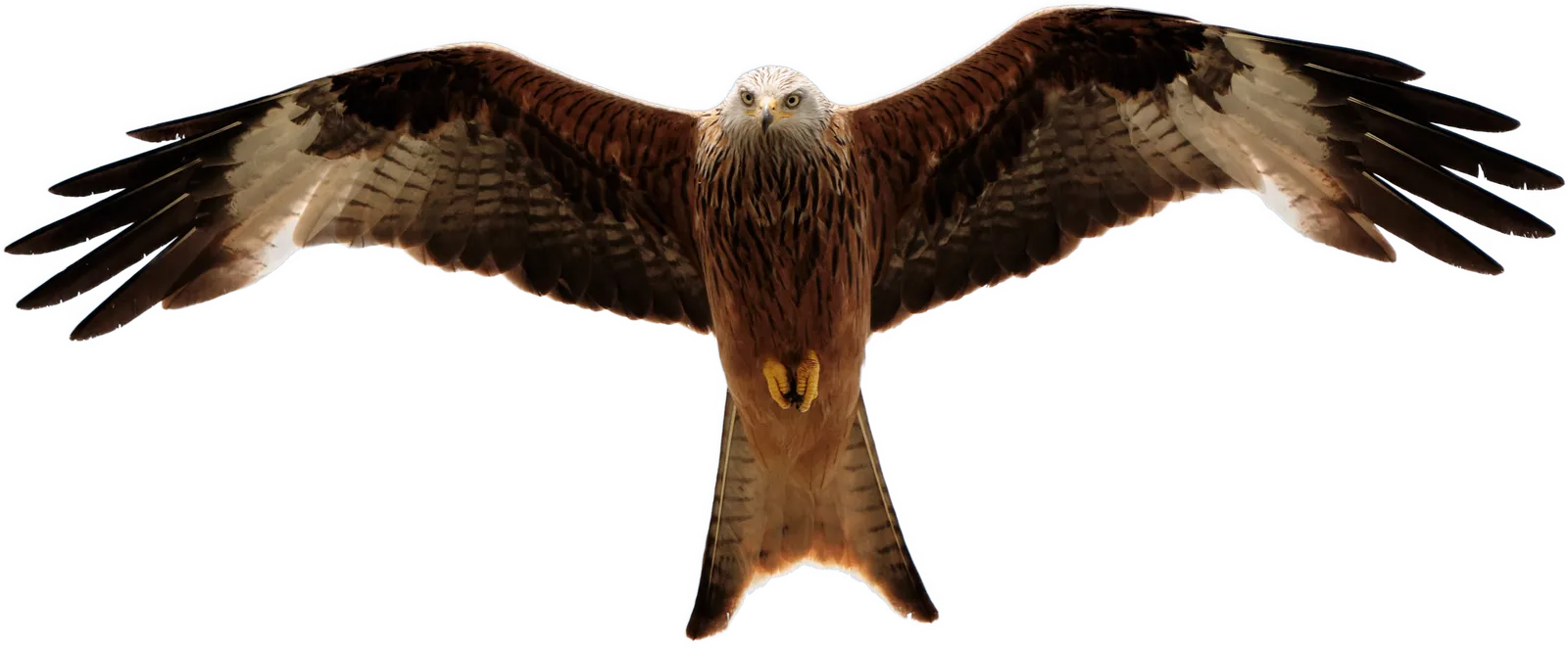 Red kite soaring head-on, wings spread wide